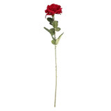 Arundel Open Rose Red Arundel Open Rose Red