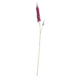 Veronica Spray Lavender Veronica Spray Lavender