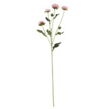 Buckingham Spray Chyrsanthemum Pink Buckingham Spray Chyrsanthemum Pink