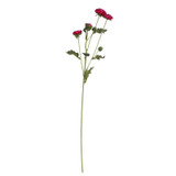 Buckingham Spray Chyrsanthemum Fuchsia Buckingham Spray Chyrsanthemum Fuchsia