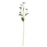Buckingham Spray Chrysanthemum White Buckingham Spray Chrysanthemum White