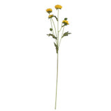 Buckingham Spray Chrysanthemum Yellow Buckingham Spray Chrysanthemum Yellow