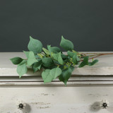 Tintagel Seeded Eucalyptus Tintagel Seeded Eucalyptus