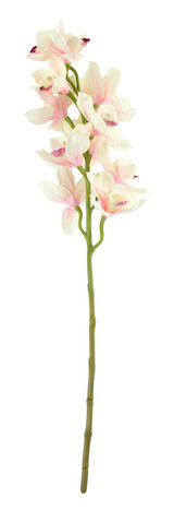 Tintagel Cymbidium Orchid Light Pink Tintagel Cymbidium Orchid Light Pink