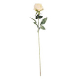Yellow Arundel Rose Yellow Arundel Rose