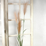 Brown Pampas Grass (145cm) Brown Pampas Grass (145cm)