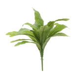 Bird Nest Fern (17inch) Bird Nest Fern (17inch)