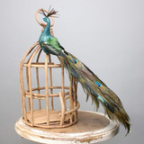 Peacock Longtail with clip Peacock Longtail with clip