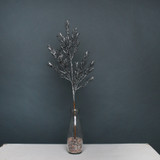 Pewter Glitter Ruscus spray Pewter Glitter Ruscus spray