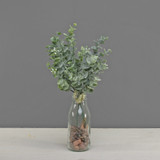 Eucalyptus Bunch with Frost 