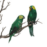 Green Mini Macaw Green Mini Macaw