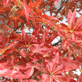 Artificial Red Japanese Acer Tree (2.7m) Artificial Red Japanese Acer Tree (2.7m)
