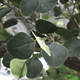 Artificial Green Eucalyptus Tree (3.2m) Artificial Green Eucalyptus Tree (3.2m)