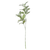 Budget Lambs ear stem (66cm)