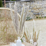 Natural Pampas Grass (Pack of 5 Stems) Natural Pampas Grass (Pack of 5 Stems)