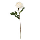 Balmoral Old Garden Cream Rose (45cm) Balmoral Old Garden Cream Rose (45cm)
