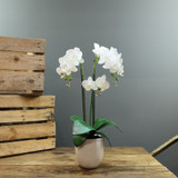 Artificial White Phalaenopsis in Planter (Medium - 3 Stems) Artificial White Phalaenopsis in Planter (Medium - 3 Stems)