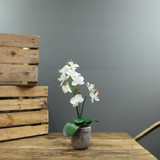 Artificial White Aragon Phalaenopsis in Planter 42cm (Medium - 2 Stems) Artificial White Aragon Phalaenopsis in Planter 42cm (Medium - 2 Stems)