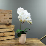Artificial White Aragon Phalaenopsis in Planter 58cm (Medium - 2 Stems) Artificial White Aragon Phalaenopsis in Planter 58cm (Medium - 2 Stems)