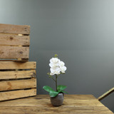 Artificial White Phalaenopsis in Planter 35cm (Medium - 1 Stem) Artificial White Phalaenopsis in Planter 35cm (Medium - 1 Stem)