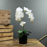 Artificial White Aragon Phalaenopsis in Planter 62cm (Medium - 3 Stems) Artificial White Aragon Phalaenopsis in Planter 62cm (Medium - 3 Stems)