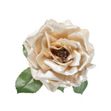 Champagne Rose Plush with Clip (Dia18cm) Champagne Rose Plush with Clip (Dia18cm)