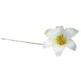 White Harissi Lily (x100) White Harissi Lily (x100)