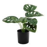 Monstera Potted House Plant (40cm) Monstera Potted House Plant (40cm)