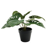 Monstera Potted House Plant (30cm) Monstera Potted House Plant (30cm)