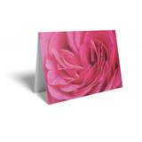 Pink Rose Folded Card with Care Info (pack of 25)