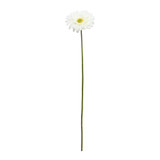 Cream Gerbera Stem (72cm) Cream Gerbera Stem (72cm)