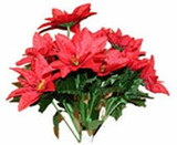 Red Poinsettia Bush (x12) Red Poinsettia Bush (x12)