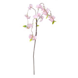 Essential Dark Pink Weeping Cherry Blossom Essential Dark Pink Weeping Cherry Blossom
