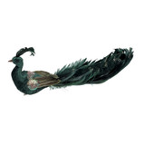 Green Velvet Peacock (26cm) Green Velvet Peacock (26cm)