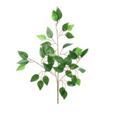 Essential Ficus Stem Essential Ficus Stem