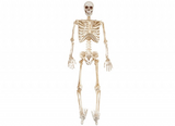 Full Skeleton with LED Eyes Full Skeleton with LED Eyes