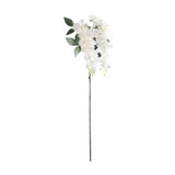 Essential White Wisteria Essential White Wisteria