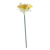 Essential White Mini Daffodil (3 Heads) Essential White Mini Daffodil (3 Heads)