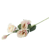 Essential Pale Pink Lisianthus Essential Pale Pink Lisianthus