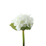 Essential White Hydrangea Bouquet Essential White Hydrangea Bouquet