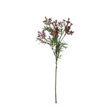 Essential Lavender Broom Bloom Essential Lavender Broom Bloom