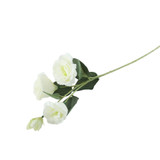 Essential White Lisianthus (70cm) Essential White Lisianthus (70cm)