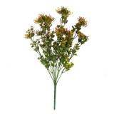 Essential Orange Sedum Bush Essential Orange Sedum Bush