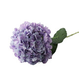Essential Lilac Giant Hydrangea Essential Lilac Giant Hydrangea