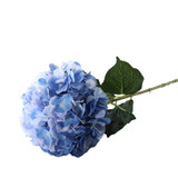 Essential Dark Blue Giant Hydrangea Essential Dark Blue Giant Hydrangea