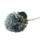 Essential Lilac/Green Giant Hydrangea Essential Lilac/Green Giant Hydrangea