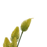 Essential Yellow Thistle 