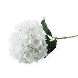 Essential White Giant Hydrangea Essential White Giant Hydrangea