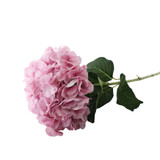 Essential Light Pink Giant Hydrangea Essential Light Pink Giant Hydrangea