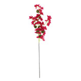 Essential Pink Bougainvillea Spray Essential Pink Bougainvillea Spray
